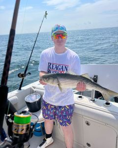 Striped Bass caught in East Dennis, Massachusetts