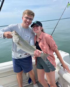 Striped Bass caught while fishing in East Dennis