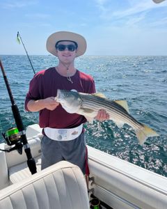 Striped bass caught in East Dennis, Massachusetts