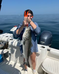 Striped bass fishing in East Dennis