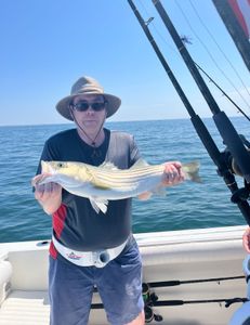 Striped Bass caught while fishing in East Dennis