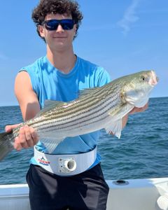 Striped bass caught by angler in East Dennis