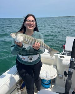 Striped bass caught while fishing in East Dennis