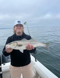 Striped bass caught in East Dennis