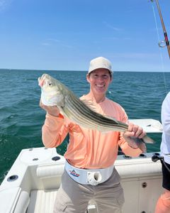 Striped Bass caught while fishing in East Dennis