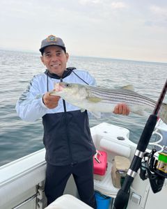 Striped bass caught during East Dennis fishing tour