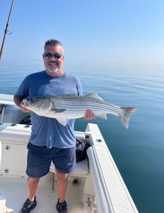 Striped bass caught in East Dennis, Massachusetts