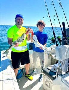 Two striped bass, 14 inches long, caught while fishing in East Dennis