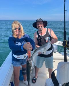 Striped bass fishing in East Dennis
