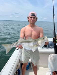 Striped bass fishing in East Dennis, Massachusetts