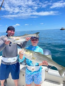 Two striped bass, 27 inches long, caught while fishing in East Dennis