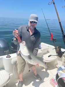 Striped bass fish caught by angler in East Dennis