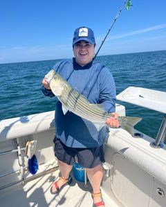 Striped bass caught while fishing in MA