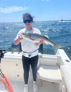 Striped bass caught in MA