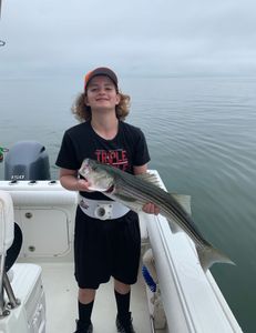 Striped bass caught fishing in MA