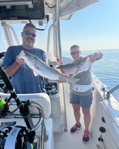 Striped bass caught while fishing in MA