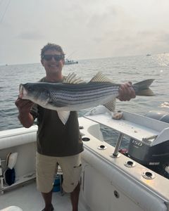 Striped Bass Caught While Fishing in MA