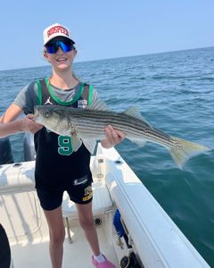 Striped Bass caught while fishing in MA
