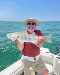 Striped bass caught while fishing in MA
