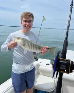 Striped bass fishing in MA