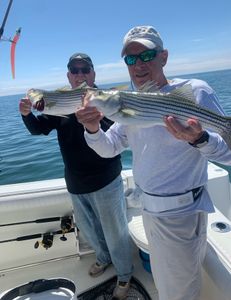 Striped bass caught while fishing in MA