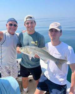 Striped bass caught while fishing in MA