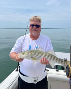 Striped bass fishing in MA
