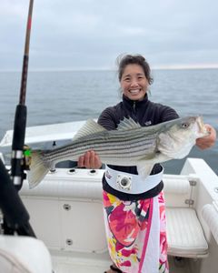 Striped bass caught in MA