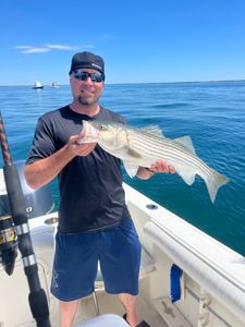 Striped bass fishing in MA