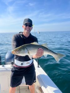 Striped bass caught while fishing in MA