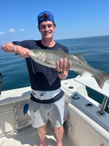 Striped bass fishing in MA