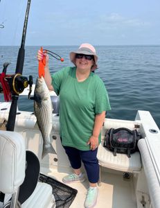 Striped Bass caught in East Dennis