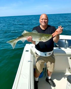Striped bass caught by angler in East Dennis