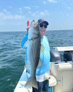Striped bass caught during fishing tour in East Dennis