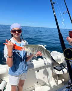 Striped bass fish caught in East Dennis