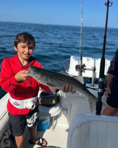 Striped bass caught during fishing tour in East Dennis