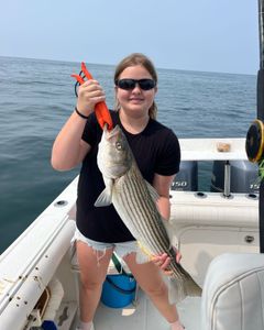 Striped bass caught on fishing tour in East Dennis