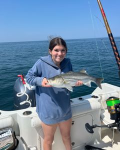 Striped Bass caught fishing in East Dennis