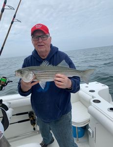 Striped bass caught in East Dennis, Massachusetts