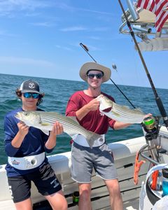 Two striped bass fish caught in East Dennis