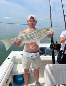 A striped bass, 30 inches long, caught during a fishing tour in East Dennis