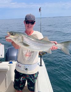 Striped bass caught in MA