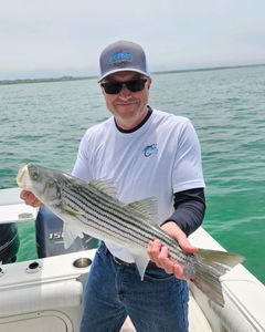 A striped bass fishing in MA