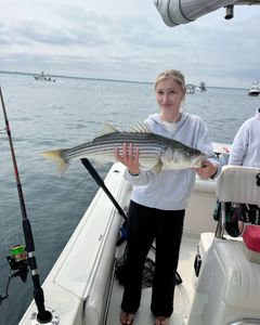 Striped bass caught while fishing in MA