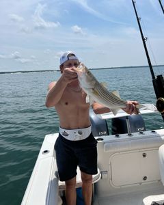 Striped bass caught during fishing tour in MA