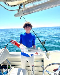 Striped bass caught while fishing in MA