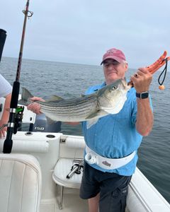 A striped bass caught during fishing tour in MA