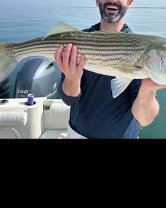 Striped bass, 26 inches, caught in MA