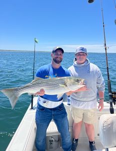 Striped bass fishing in MA
