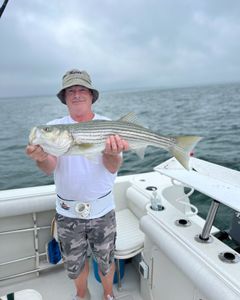 Striped bass caught while fishing in MA